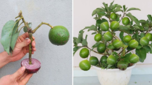 Pare de comprar abacates. Veja como cultivar um abacateiro em um pequeno vaso em casa