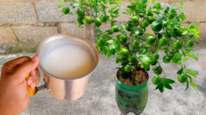 Adubo orgânico muito forte, manterá todas as suas plantas saudáveis por 12 meses