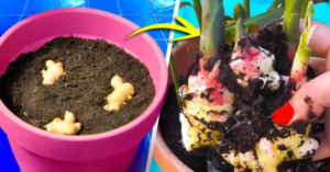 Como cultivar gengibre em casa e ter um suprimento infinito