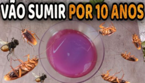 Como espantar insetos da sua casa de uma vez por todas sem usar veneno