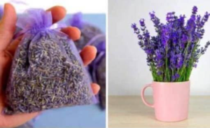 Aprenda a Cultivar Lavanda em uma Xícara