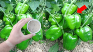 Como cultivar pimentão em casa: o segredo para ter uma produção abundante