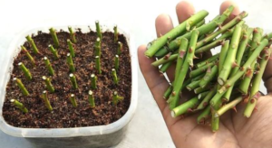 Como enxertar uma rosa em outra variedade: o truque finalmente revelado