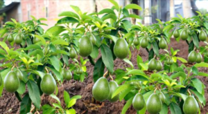 Pare de comprar abacates. Veja como cultivar um abacateiro em um pequeno vaso em casa