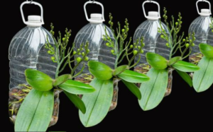 Folhas de orquídea, se você colocar em um copo d’água…