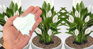 Apenas 1 copo faz Explodir de tantas flores