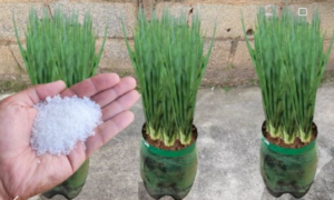 Como Plantar Cebolinha Verde, e fazer ela explodir de crescer e engrossar